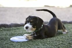 Kong Puppy Flyer Assorti 5 Kong Puppy Flyer Assorti -Goedkope DierenwereldXL winkel 0035585131160 met hond