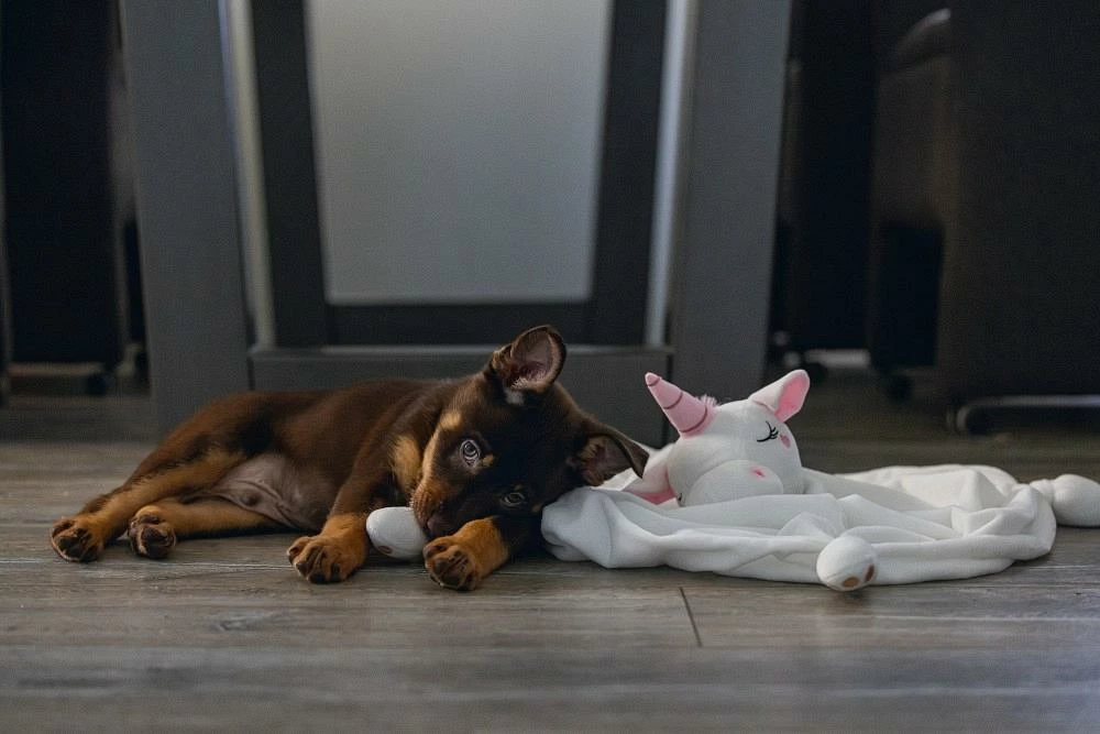 Beeztees Puppy Knuffeldoek Unicorn M 3 Beeztees Puppy Knuffeldoek Unicorn M - Afbeelding 3