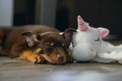 Beeztees Puppy Knuffeldoek Unicorn M 7 Beeztees Puppy Knuffeldoek Unicorn M -Goedkope DierenwereldXL winkel 0619491 sfeer3