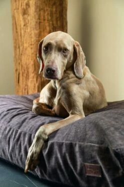 Designed By Lotte Hondenkussen Unnay Bruin 7 Designed By Lotte Hondenkussen Unnay Bruin -Goedkope DierenwereldXL winkel 0716075 sfeer1