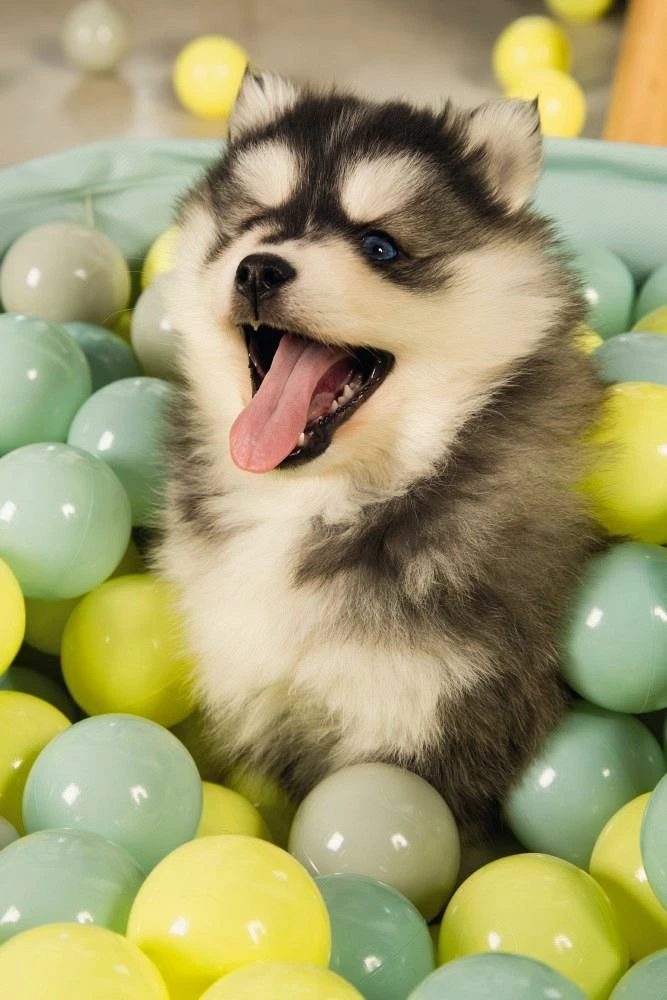 Beeztees Puppy Ballenbad Funchie Grijs/groen 4 Beeztees Puppy Ballenbad Funchie Grijs/groen - Afbeelding 4