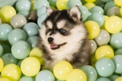 Beeztees Puppy Speelballen Voor Ballenbad 200 St 5 Beeztees Puppy Speelballen Voor Ballenbad 200 St -Goedkope DierenwereldXL winkel 0795860 sfeer3