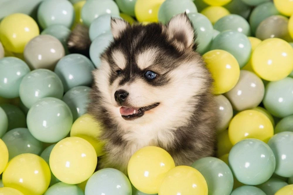 Beeztees Puppy Speelballen Voor Ballenbad 200 St 3 Beeztees Puppy Speelballen Voor Ballenbad 200 St - Afbeelding 3