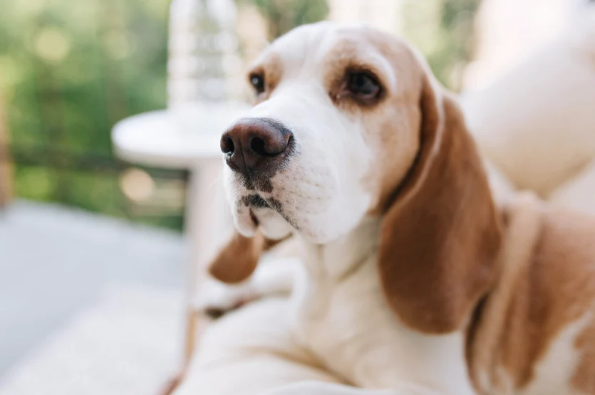Goedkope DierenwereldXL winkel -Goedkope DierenwereldXL winkel Gele ontlasting hond