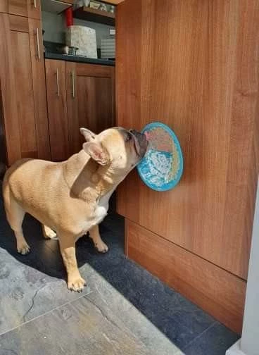 Lickimat Splash Turquoise 19 Cm 3 Lickimat Splash Turquoise 19 Cm - Afbeelding 3