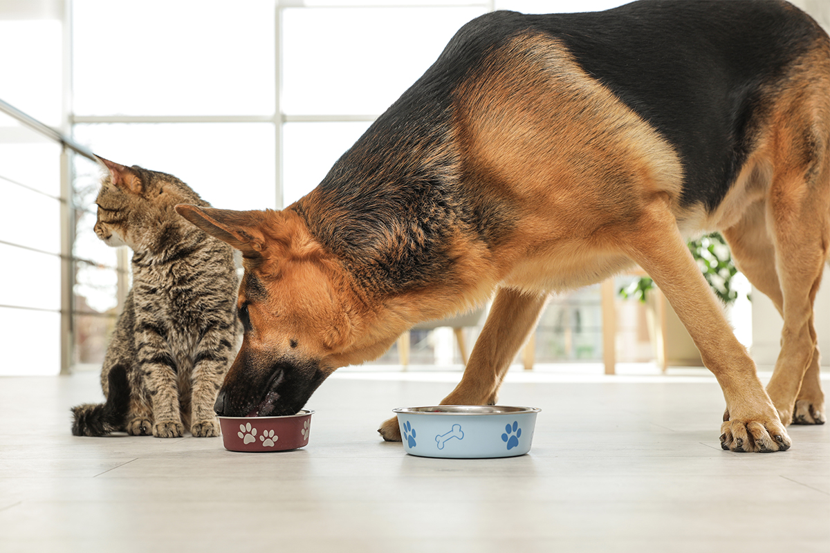 Goedkope DierenwereldXL winkel -Goedkope DierenwereldXL winkel Yarrah dogfood catfood