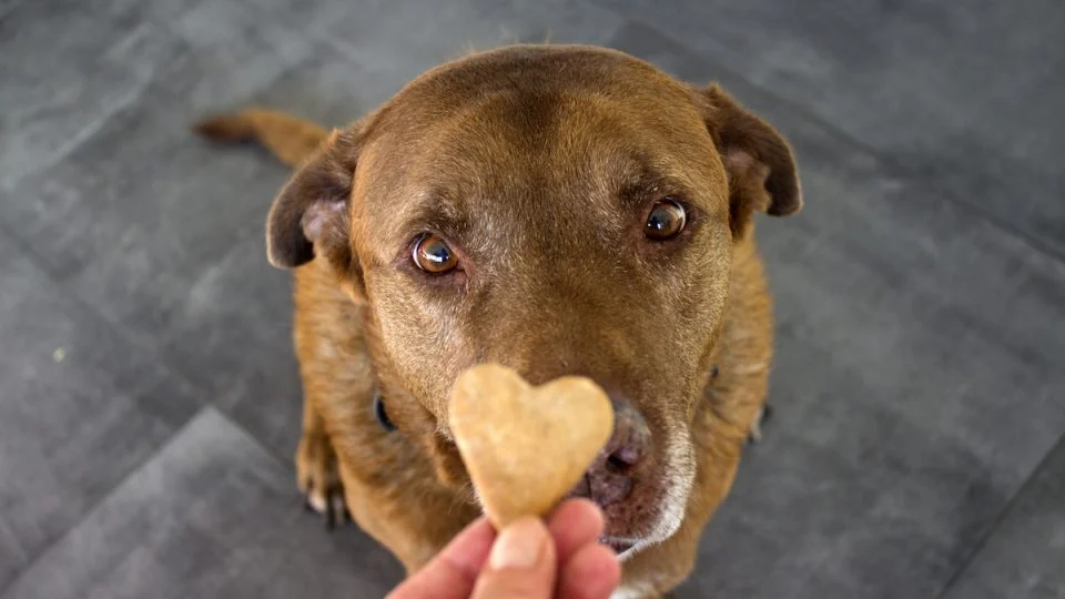 Goedkope DierenwereldXL winkel -Goedkope DierenwereldXL winkel iStock 1287193476 960x540 1